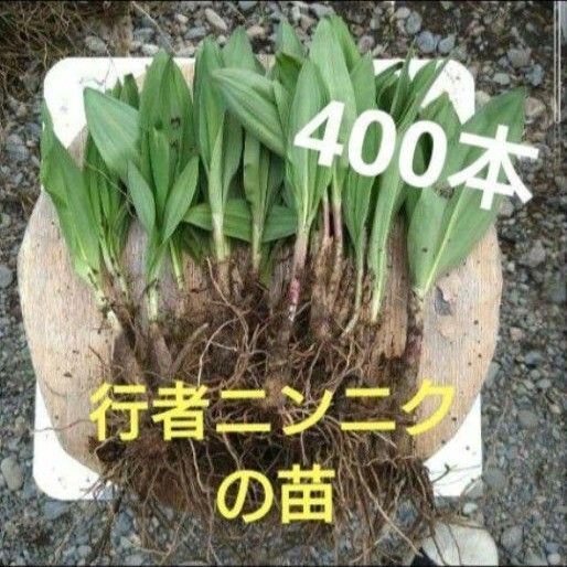 北海道十勝産 行者ニンニク 苗 アイヌネギ 400本