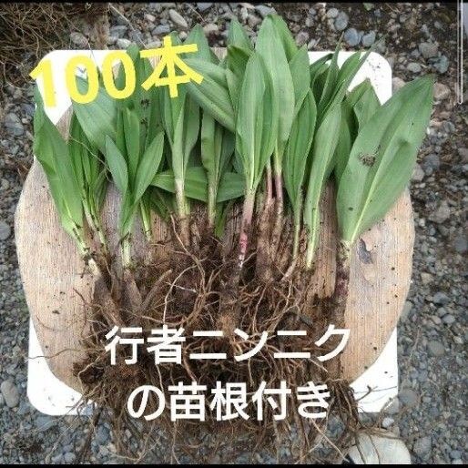 北海道十勝産 行者ニンニク 苗 アイヌネギ 100本