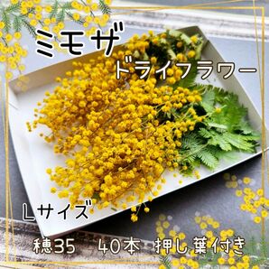 ミモザドライフラワー L40 レジン