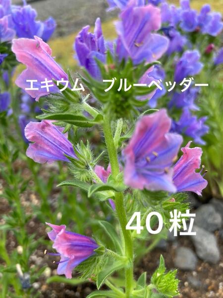 エキウム ブルーベッダー 種子 40粒以上