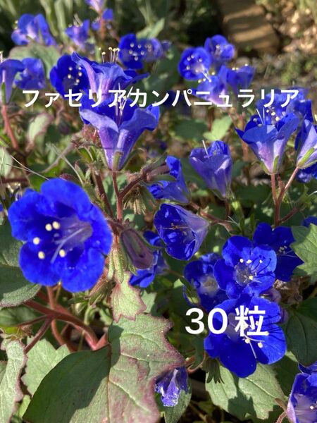 ファセリア カンパニュラリア ブルーベル 種子 30粒以上