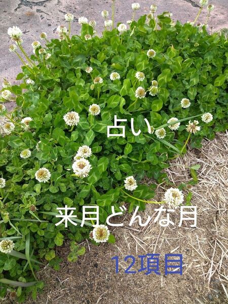 来月どんな月 12項目 タロット占い