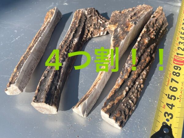 蝦夷の鹿のツノ!