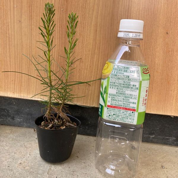 松の苗 2本セット 赤松 二年生 盆栽素材 植木
