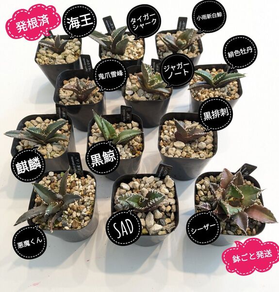 【鉢ごと発送】人気のチタノタ12種セット【ネームタグ付】