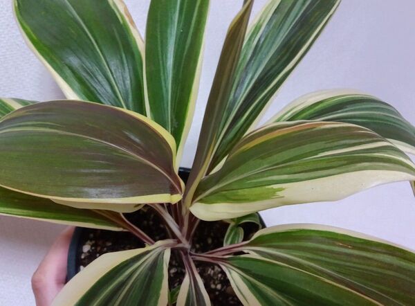 コルジリネ チョコレートクイーン 観葉植物 植物 コルディリネ ドラセナ 現品 4枚目画像が出品株