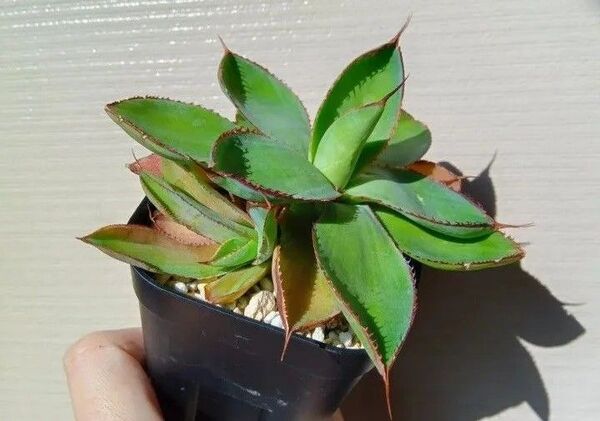 【レア希少】【美株】アガベ ボビコルヌータ 斑入り 錦 親株のみ販売 アガベ Agave 多肉植物