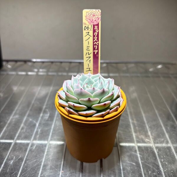 おらいさん苗 061 スノーミルフィーユ 札付き 鉢ごと発送 美苗です 4/20撮影