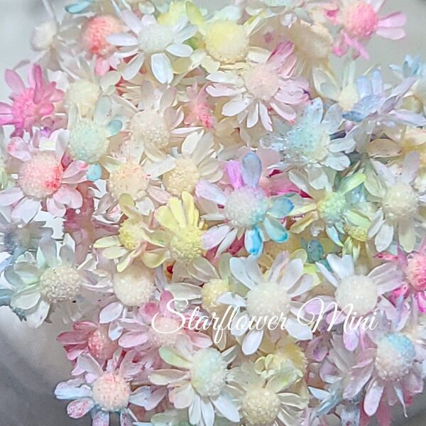 加工花材* スターフラワー ミニ ヘッド 30個 プリザーブドフラワー レジン ボールペン 花材