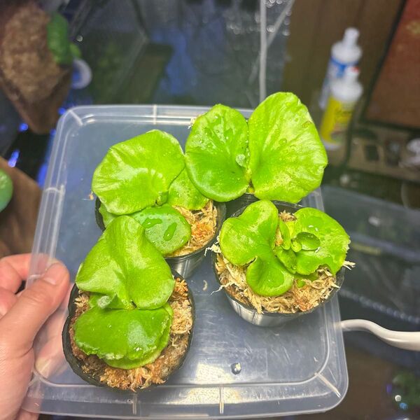 リドレイワイルド 胞子培養