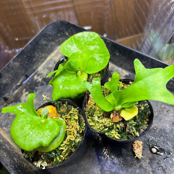 リドレイワイルド 胞子培養 ビカクシダ