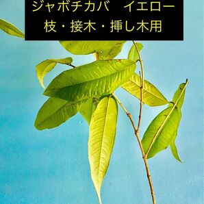 ② ジャボチカバ ブランカ枝2本販売 イエロー