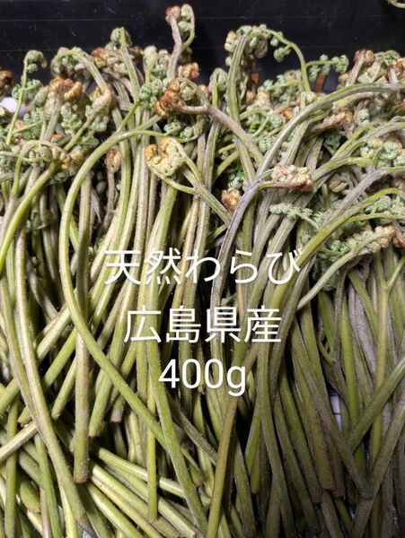 新鮮わらび(天然)400g 広島県三次産 クーポン