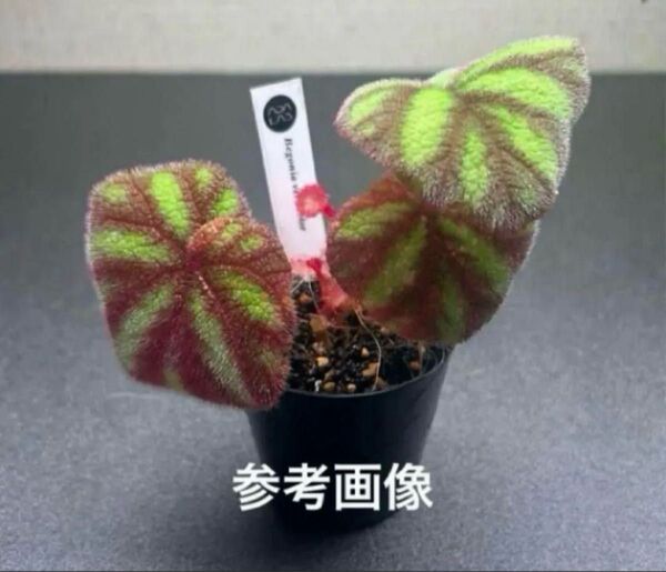 ADA LAB ベゴニア ウェルシコロール