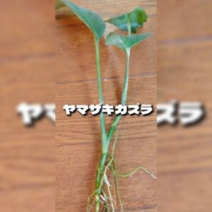ヤマザキかヅラ 無農薬 水上 2株