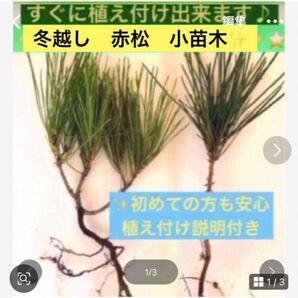 冬越し 赤松小苗木 2本 説明書付き