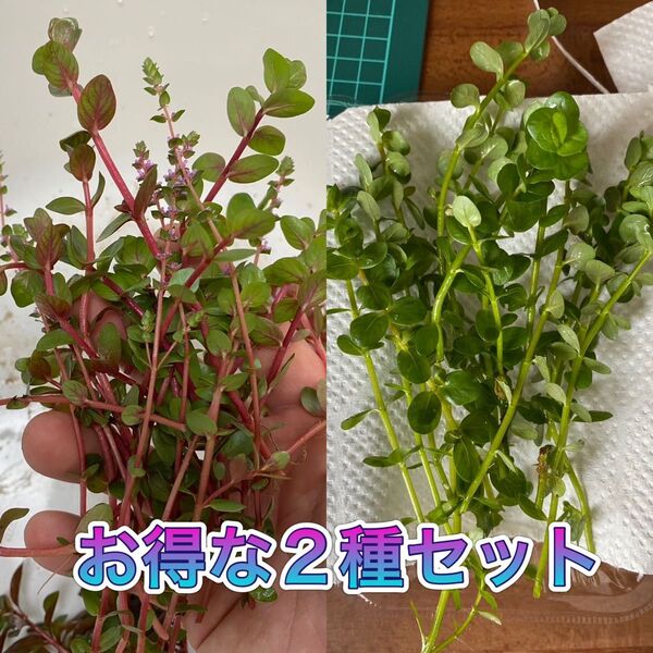 お得な2種セット