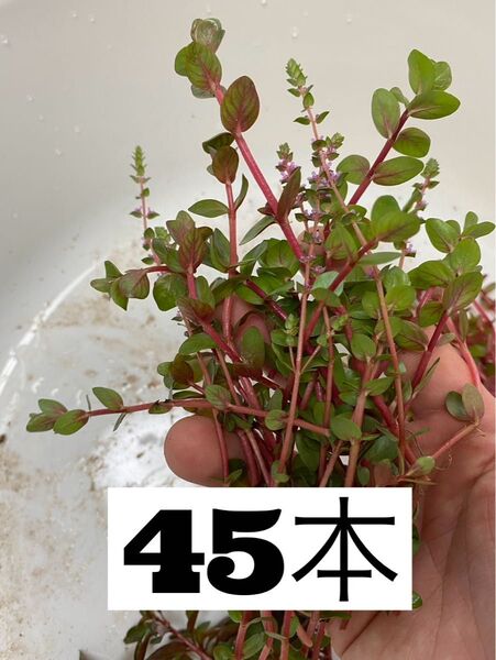 ロタラsphra45本