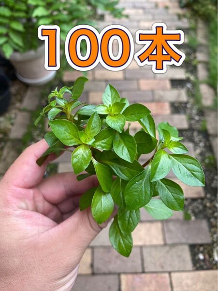 ルドウィジア100本