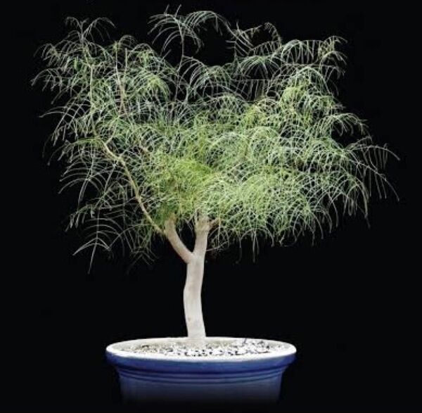 【発芽確認済】ブルセラパラドクサ Bursera paradoxa 種子20粒