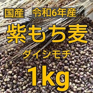 もち麦1kg 新麦 国産 紫もち麦 ダイシモチ 美味しく食べやすく精麦済み