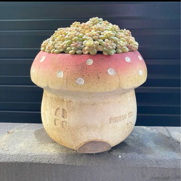 多肉植物 寄せ植え サンシャインローズ きのこ