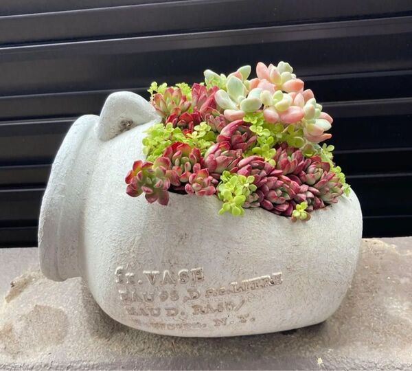 多肉植物 寄せ植え グラスファイバー