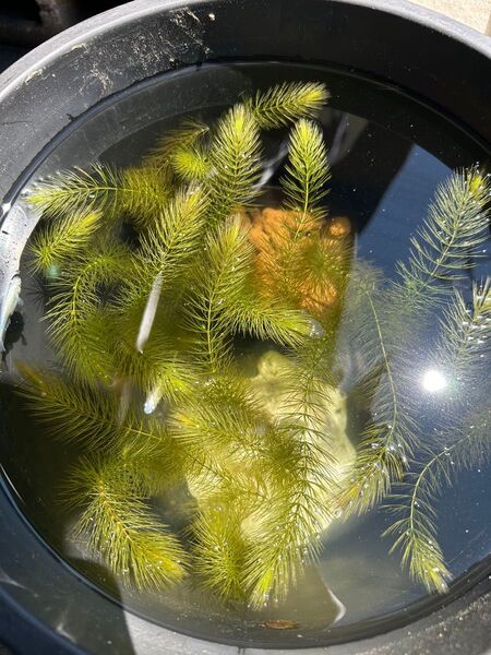 無農薬 水草 マツモ 10本