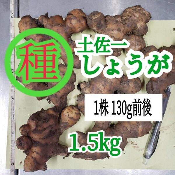 種用生姜 1.5㎏ 高知県産