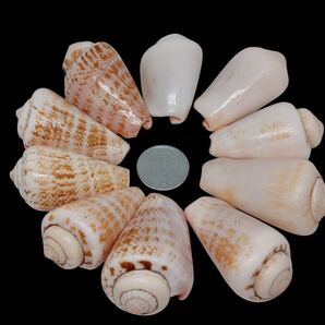 マガキガイ10個 グラデーションカラー 貝殻標本 シェルアクセサリー