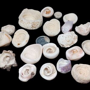 貝殻のカケラ☆セット(*^^*)◎渦巻き◎A 貝殻 貝殻アート シーグラス 流木