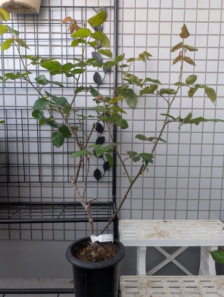 薔薇 大苗 スイートマスタード 茶系 黄色系