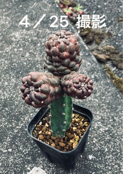 シンチア属 ナピナ錦 カキコ 袖ヶ浦台木接 サボテン 多肉植物