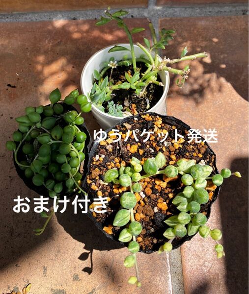 ネックレス系3品種 他 抜き苗 +おまけ 多肉植物 セダム