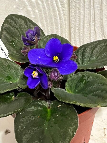 セントポーリア カリブ ブルー 開花株 3号プラ鉢 4月14日