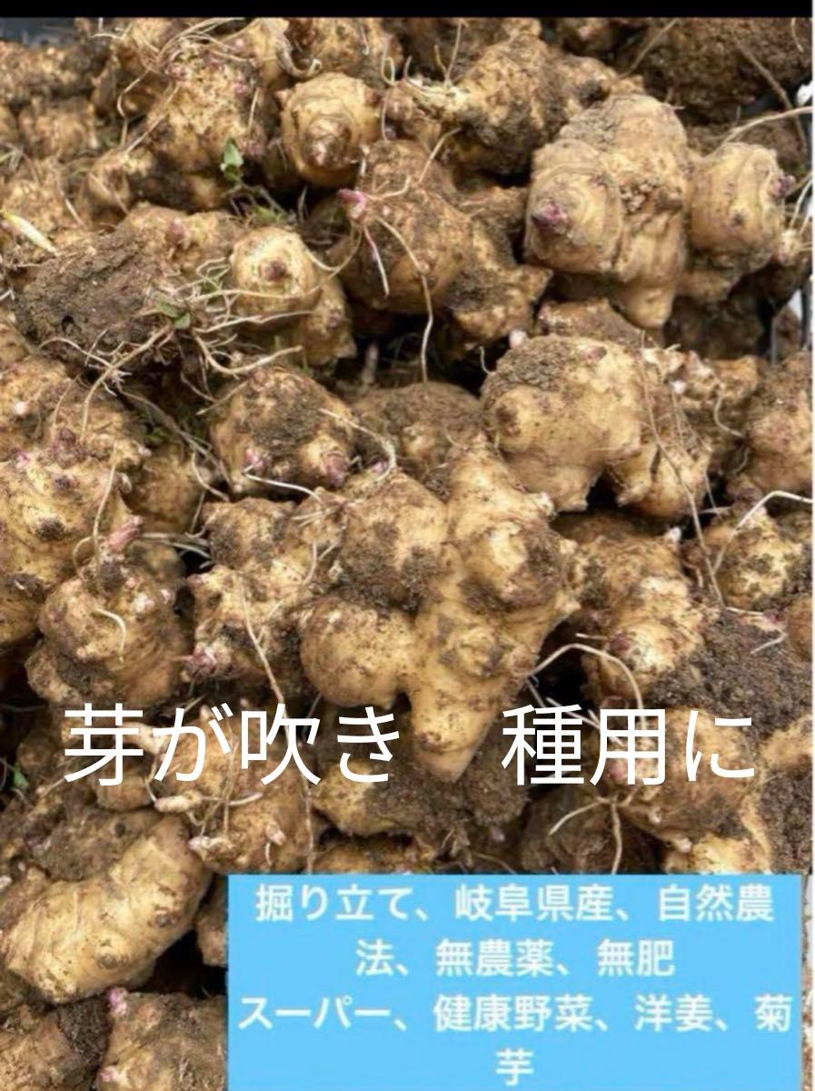 千葉県産 近江生姜 種生姜 1kg 大生姜|Yahoo!フリマ(旧PayPay 千葉県産 近江生姜 種生姜 1kg 大生姜|Yahoo!フリマ(旧PayPay