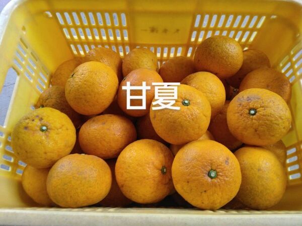 甘夏10キロ、広島県産サイズ混合家庭用