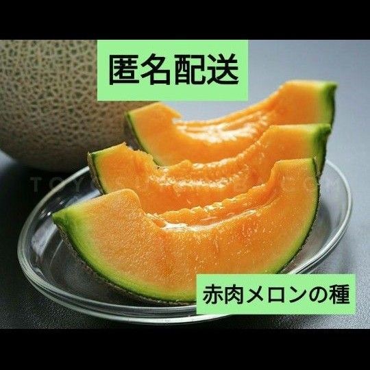 赤肉メロンの種子 30粒