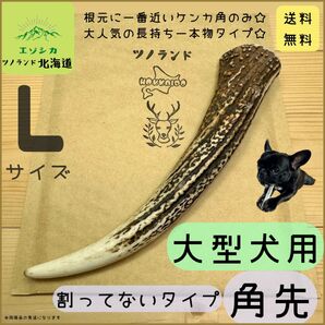 ◯鹿の角◯Lサイズ角先×1本◯犬のおもちゃ◯大型犬用◯