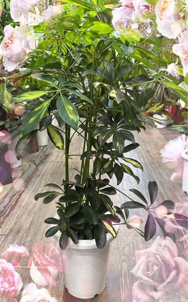 カポック斑入り 7号鉢ホンコンカポック 斑入り 観葉植物 鉢植え