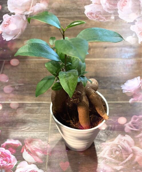 ガジュマル。観葉植物の中では比較的育てやすい植物10-15センチ前後の小さな卓上サイズのものから1〜3mくらいの置き型の観葉植物
