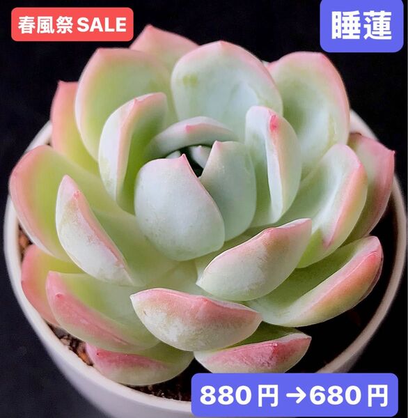 春風祭SALE★新入荷★韓国苗★睡蓮★可愛い紅葉大苗★超美苗★多肉植物★エケベリア