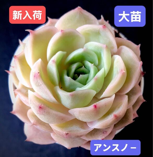 新入荷★韓国苗★アンスノ-★レア種★可愛い紅葉大苗★超美苗★多肉植物★エケベリア
