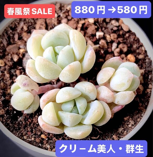 春風祭SALE★新入荷★韓国苗★クリ-ム美人・群生★可愛い紅葉大苗★超美苗★多肉植物★エケベリア