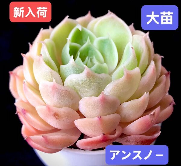 新入荷★韓国苗★アンスノ-★レア種★可愛い紅葉大苗★超美苗★多肉植物★エケベリア