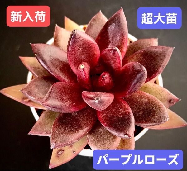 新入荷★韓国苗★パープルローズ★レア種★可愛い紅葉超大苗★超美苗★多肉植物★エケベリア