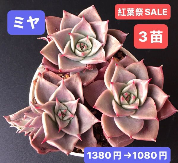 紅葉祭SALE★3苗1080円★韓国苗★ミヤ★可愛い紅葉超美苗★多肉植物★エケベリア