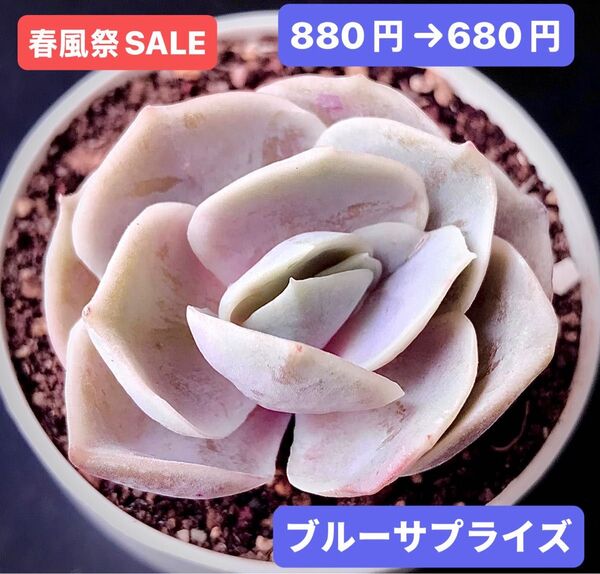 春風祭SALE★新入荷★韓国苗★ブルーサプライズ★可愛い紅葉大苗★超美苗★多肉植物★エケベリア