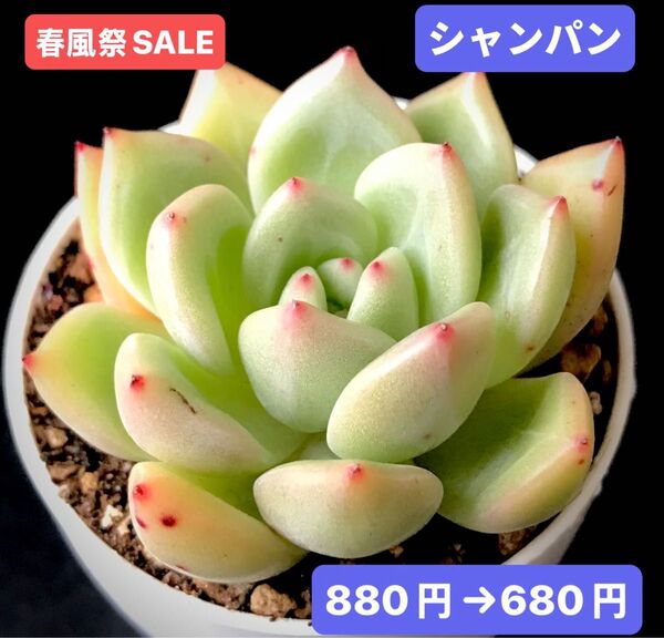 春風祭SALE★新入荷★韓国苗★シャンパン★可愛い紅葉大苗★超美苗★多肉植物★エケベリア