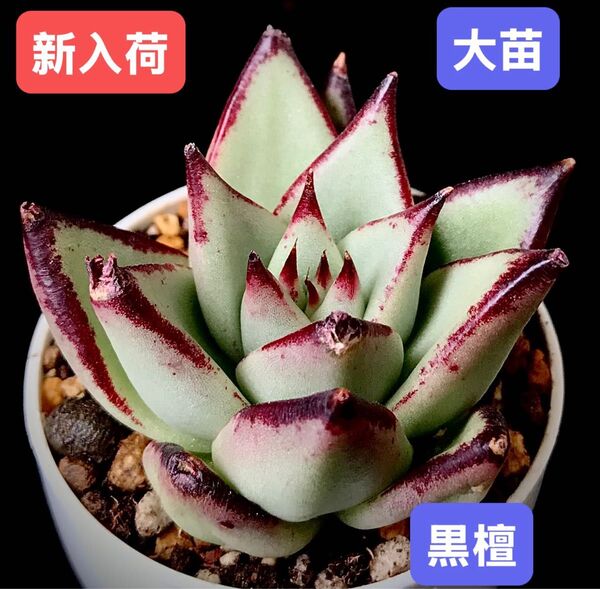 新入荷★韓国苗★黒檀★レア種★可愛い紅葉大苗★超美苗★多肉植物★エケベリア